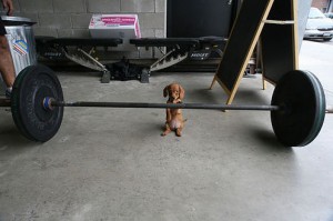 my-new-workout-partner